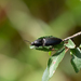 Neopristilophus gougeleti - Photo (c) Antón Vázquez, some rights reserved (CC BY-NC), uploaded by Antón Vázquez