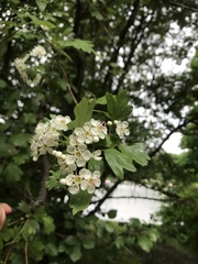 Crataegus