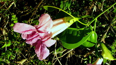 Bignonia corymbosa