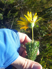 Euryops abrotanifolius