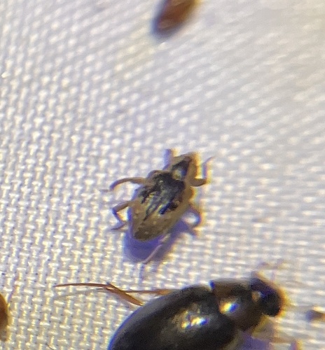 Rice Water Weevil photo 5