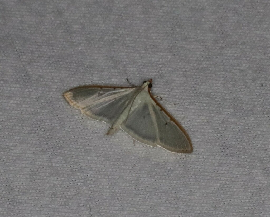 Four-spotted Palpita Moth from Oxley Nature Center - moth night on June ...