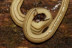 Fletchamia mediolineata