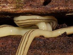 Fletchamia mediolineata