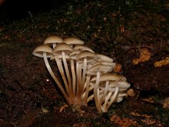 Mycena tuvara