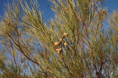Grevillea stenobotrya