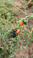 Labidostomis taxicornis