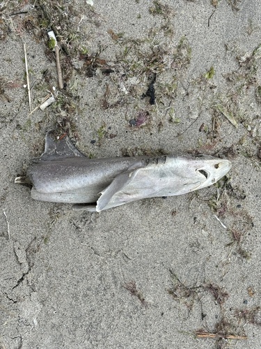 Dusky Smooth-hound photographed in Connecticut