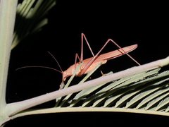 Polichne