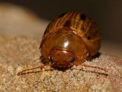 Peltoschema nigroconspersum