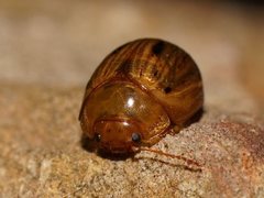 Peltoschema nigroconspersum