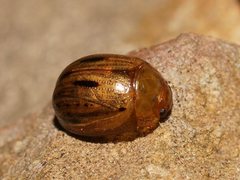 Peltoschema nigroconspersum