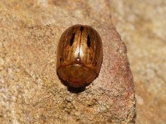 Peltoschema nigroconspersum