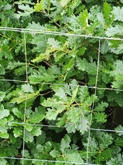 Sessile Oak (Quercus petraea)