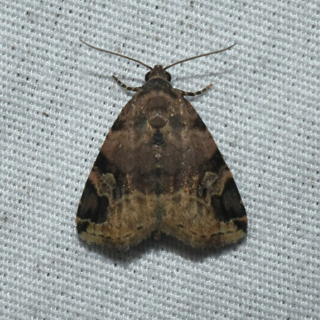 Aerial Brown