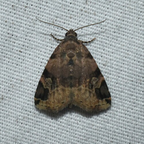 Aerial Brown