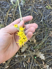 Hymenopappus filifolius