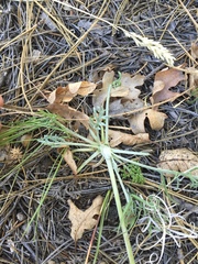 Hymenopappus filifolius