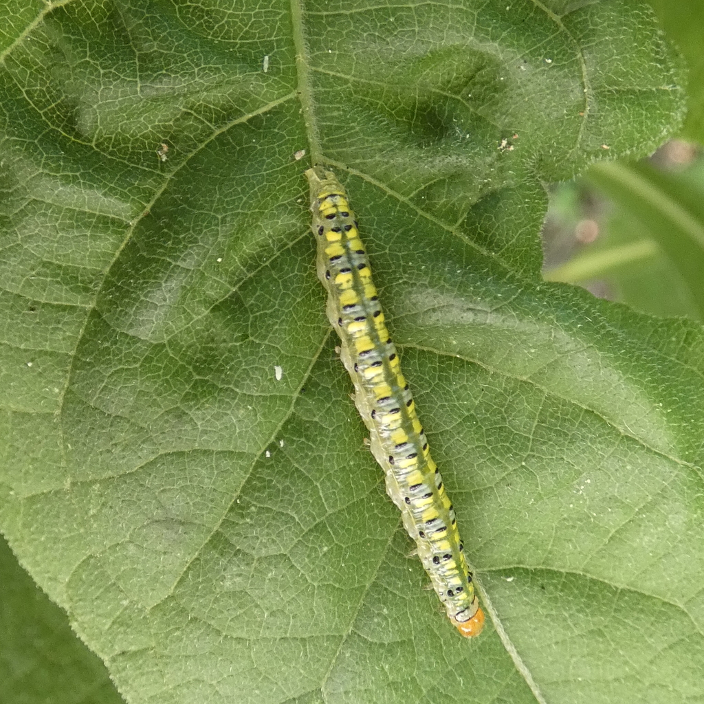 Hahncappsia marculenta