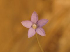 Wahlenbergia gracilenta