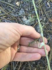 Hymenopappus filifolius
