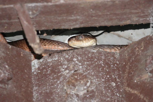 Brown Tree Snake sighting