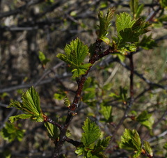Crataegus chlorosarca