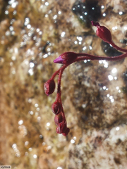 Drosera admirabilis