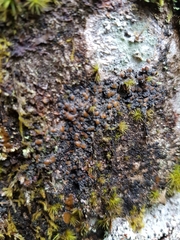 Protopannaria pezizoides