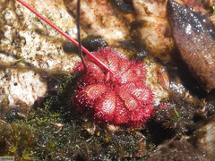Drosera admirabilis
