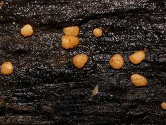 Trichoderma nothescens