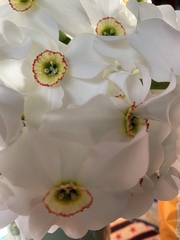 Narcissus poeticus