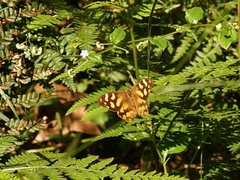 Heteronympha banksii