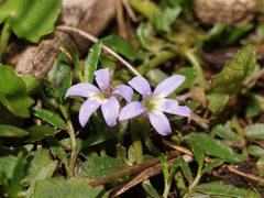 Lobelia pedunculata