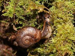 Austrorhytida glaciamans