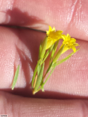 Gnidia juniperifolia