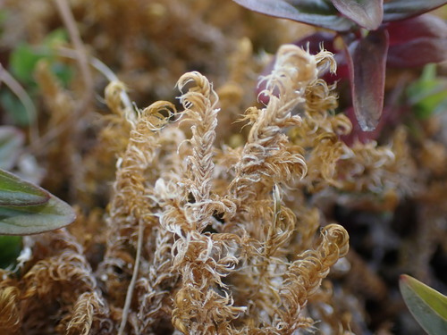 Drepanocladus sendtneri observed 2024-06-14