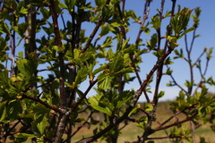 Crataegus chlorosarca