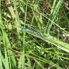 Argia bipunctulata