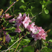 Carolina Rhododendron - Photo (c) BlueRidgeKitties, some rights reserved (CC BY-NC-SA)