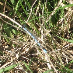 Argia bipunctulata