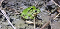 Hyla flaviventris