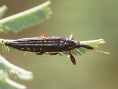 Rhinotia lineata