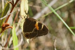 Tisiphone abeona albifascia