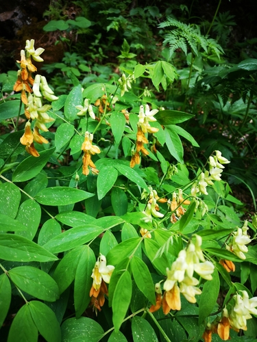 Image of Lathyrus laevigatus by (c) Tracy PW, some rights reserved (CC BY)