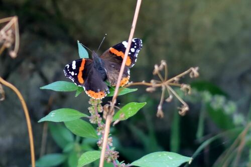 Vanessa atalanta
