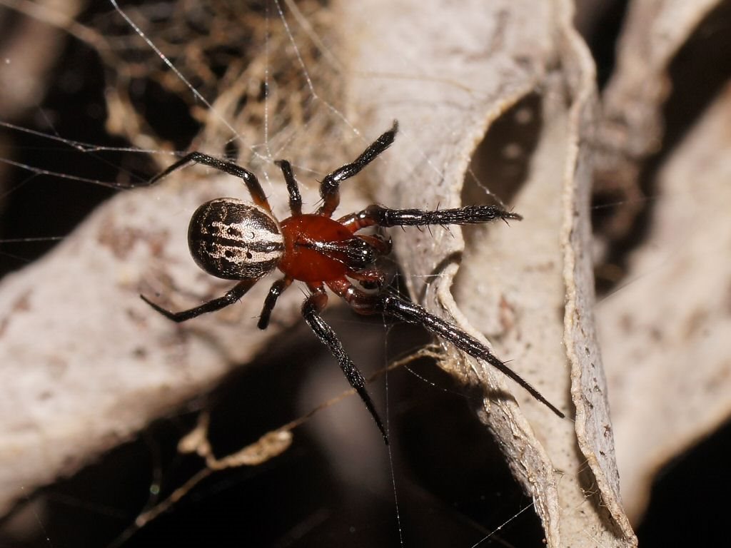 Venomius