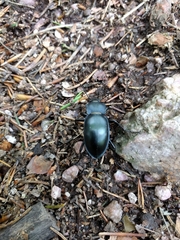 Carabus glabratus