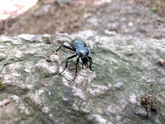 Carabus glabratus