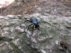 Carabus glabratus